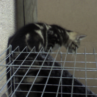 Photo #230895 de Espion
