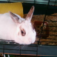 Photo #230897 de Clementine
