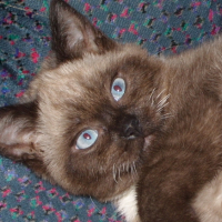 Photo #230920 de Chamalo