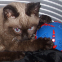 Photo #230921 de Chamalo