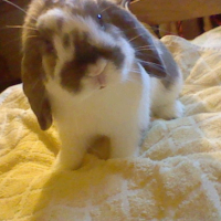 Photo #230947 de Ponpon