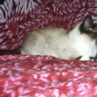 Photo #230951 de Anis