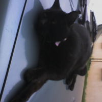 Photo #231004 de Chiper