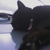 Photo #231005 de Chiper