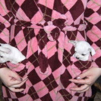 Photo #231027 de Elfi
