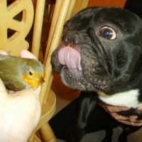 Photo #231034 de Capone