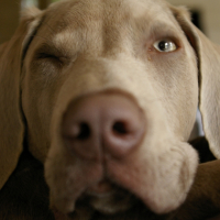 Photo #231101 de Diablo