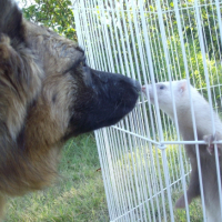 Photo #231104 de Ganache