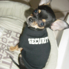 Bodyguard !