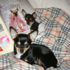 Dans Saga Chihuahua n°4 !!