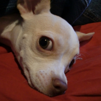 Photo #231144 de Spike