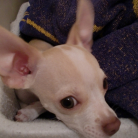 Photo #231148 de Spike