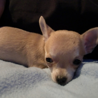 Photo #231157 de Maya