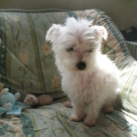 Photo #231207 de Chipie