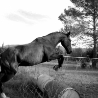 Photo #231210 de Fuego ( ecrin du reuil )