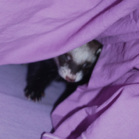 Photo #231231 de Mikado