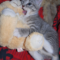 Photo #231233 de Crevette