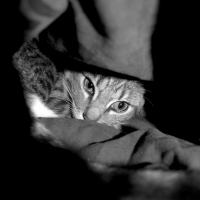 Photo #231234 de Crevette