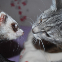 Photo #231235 de Crevette