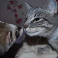 Photo #231236 de Crevette