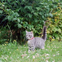 Photo #231237 de Crevette
