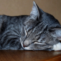 Photo #231239 de Crevette