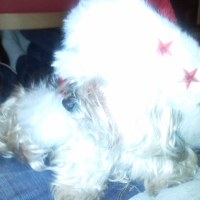 Photo #231253 de Frisette