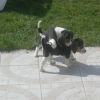 2 des chiots de mon chien
