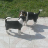 2 des chiots de mon chien