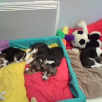 Photo #231269 de Simba