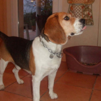 Photo #231270 de Simba