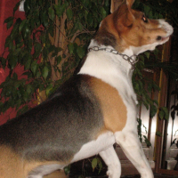 Photo #231273 de Simba