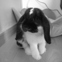 Photo #231286 de Crispy