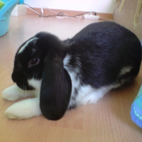Photo #231289 de Crispy