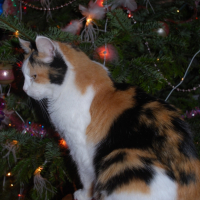 Photo #231312 de Minette