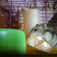 Photo #231313 de Titus