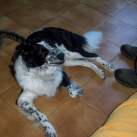 Photo #231347 de Culombu