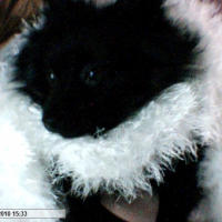 Photo #231354 de Aska