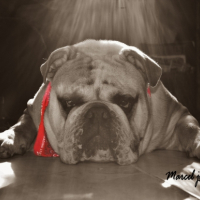 Photo #231411 de Marcel