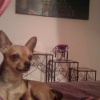 Photo #231422 de Chico