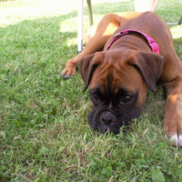 Photo #231435 de Daisy