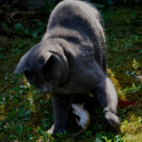 Photo #231455 de Chopin