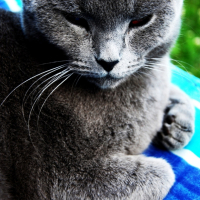 Photo #231456 de Chopin
