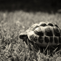Photo #231483 de Socrate