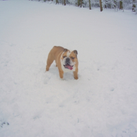 Photo #231487 de Balou