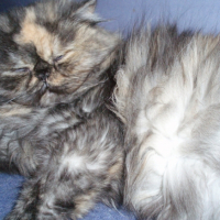 Photo #231521 de Amour