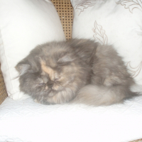 Photo #231522 de Amour