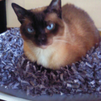 Photo #231531 de Sacha