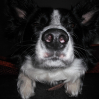 Photo #231559 de Loona