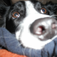 Photo #231562 de Loona